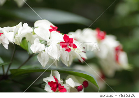 ゲンペイカズラの花 7625226