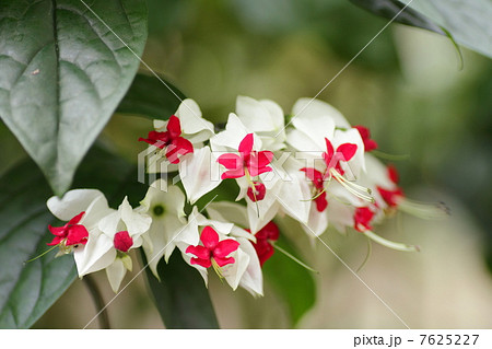 ゲンペイカズラの花 7625227