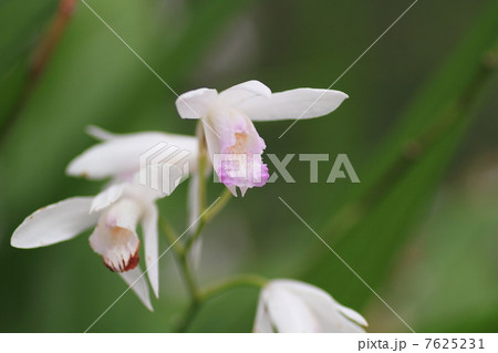 シランの花 7625231