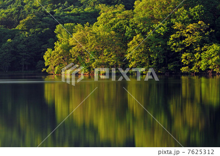 新緑の湖 7625312