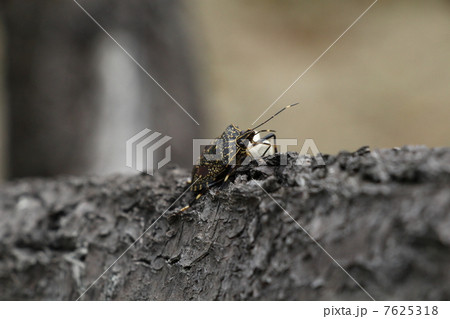 カメムシ 7625318