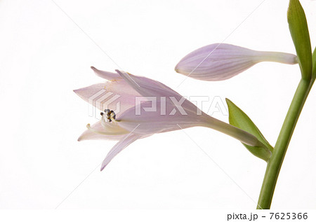 ギボウシ 7625366