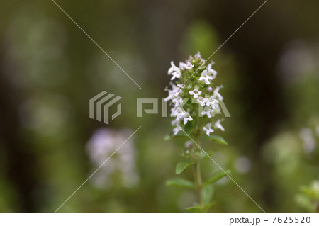 クリーピングタイム 7625520