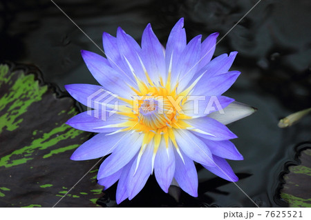 スイレン 7625521