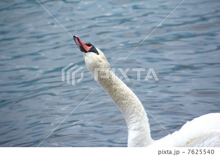 コブハクチョウ 7625540