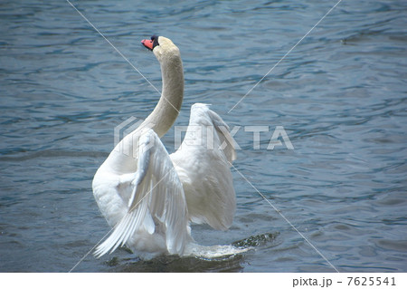 コブハクチョウ 7625541