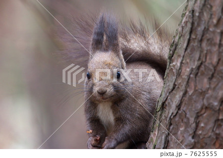 キタリス 7625555