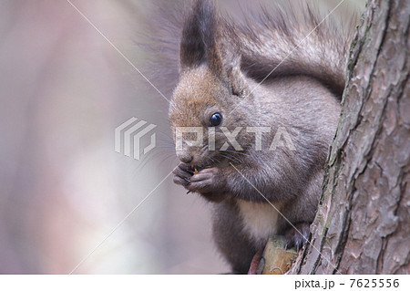 キタリス キタリス 7625556