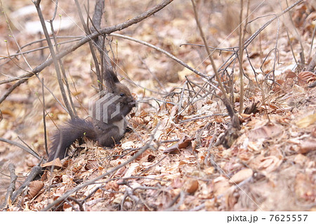 キタリス 7625557