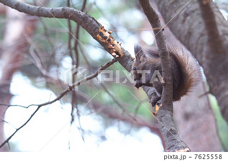 キタリス 7625558