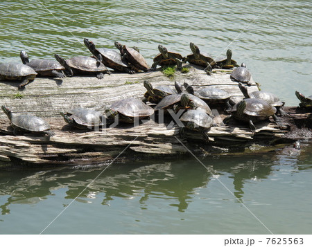 ミシシッピアカミミガメ 7625563