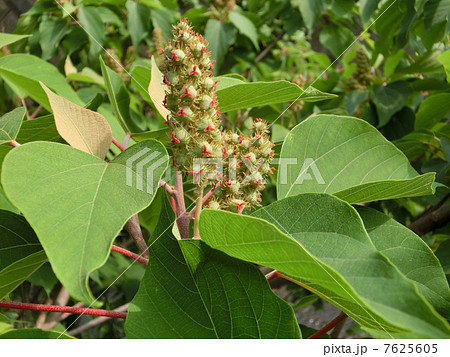 アカメガシワの花 アカメガシワの花 7625605