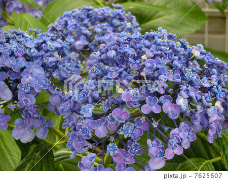 紫色の渦紫陽花 7625607