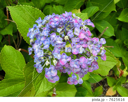 青いうずあじさい 青いうずあじさい 7625616