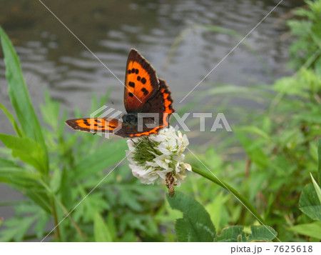 ベニシジミ 7625618