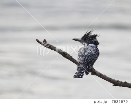 ヤマセミ♂（Megaceryle lugubris） 7625679