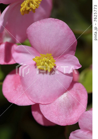 ベゴニア(センパフローレンス) ベゴニア(センパフローレンス) 7625773