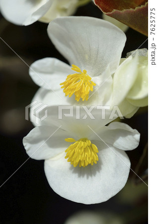 ベゴニア（センパフローレンス） 7625775