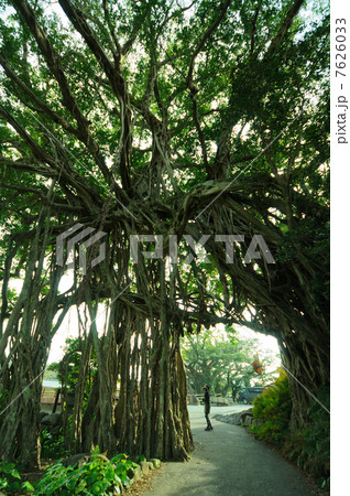 ガジュマル ガジュマル 7626033