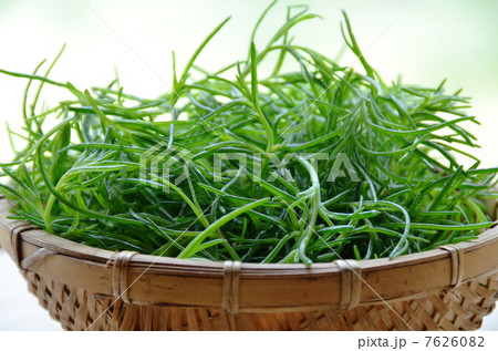 オカヒジキ 7626082