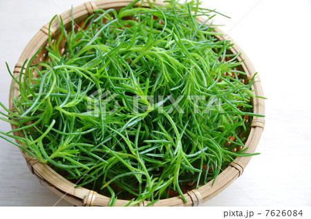 オカヒジキ 7626084