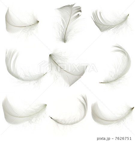 White feather White feather 7626751