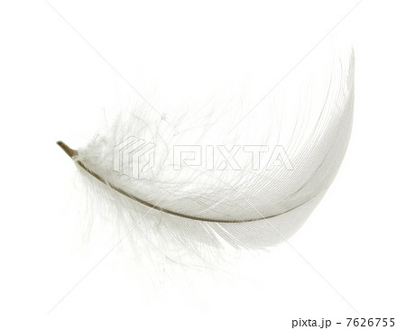 White feather White feather 7626755