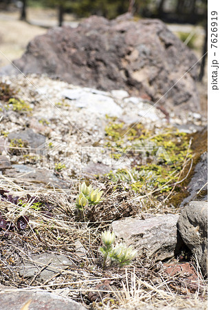 ツクモグサ 7626919