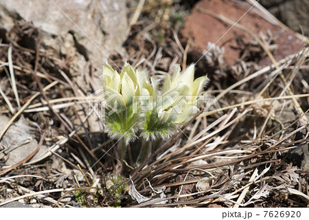 ツクモグサ 7626920