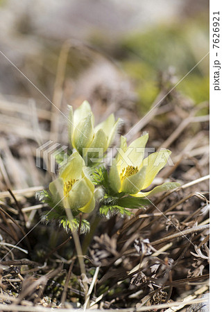 ツクモグサ 7626921