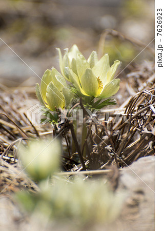 ツクモグサ(クローズアップ) ツクモグサ(クローズアップ) 7626923