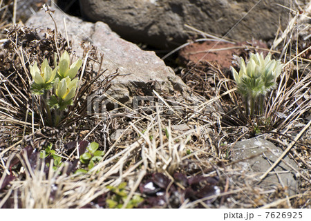 ツクモグサ 7626925