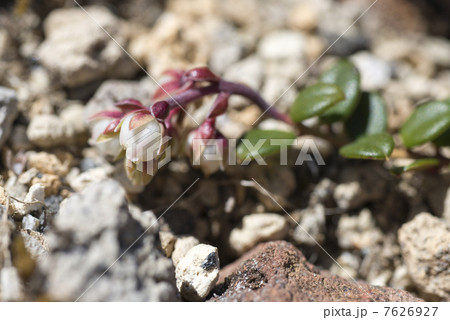 コケモモ コケモモ 7626927