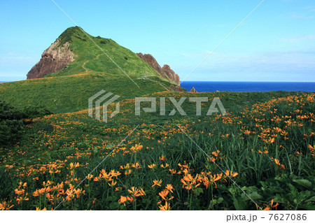 トビシマカンゾウと大野亀山 7627086