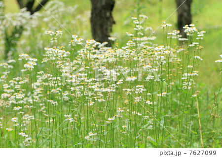 ヒメジョオン　花 7627099