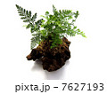 シノブ 7627193