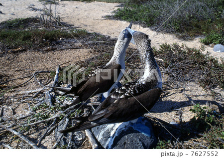Blue-footed booby 01 Blue-footed booby 01 7627552