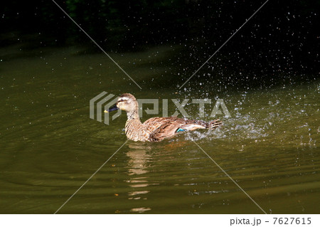 水面で羽ばたくカルガモ 7627615