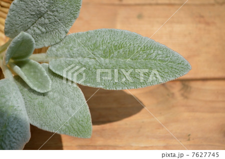 ラムズイヤー 7627745