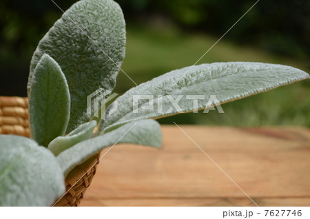 ラムズイヤー 7627746