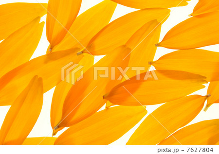 ルドベキアの花びら 7627804