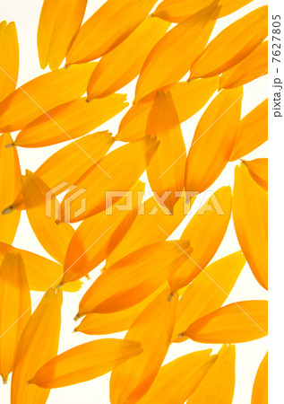 ルドベキアの花びら 7627805