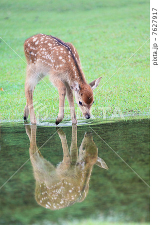 鹿 7627917