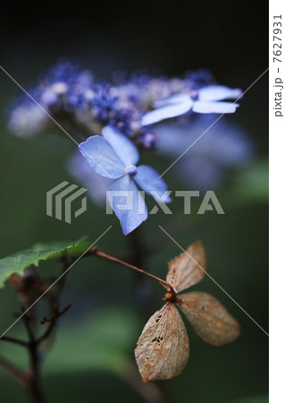 紫陽花 紫陽花 7627931