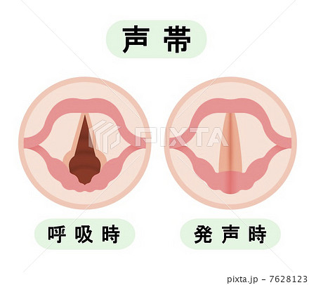 声帯 7628123