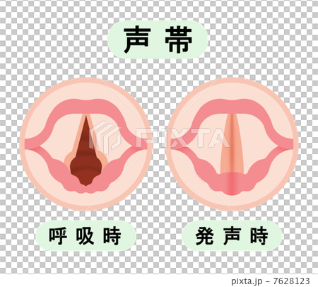 Vocal cords 7628123