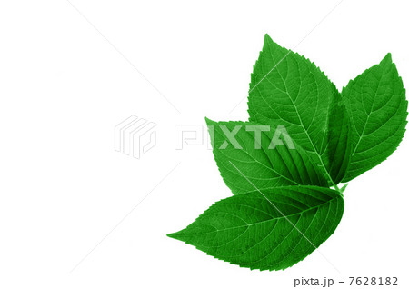 green leaves 7628182