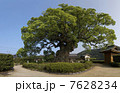 川古(かわご)の大楠 7628234