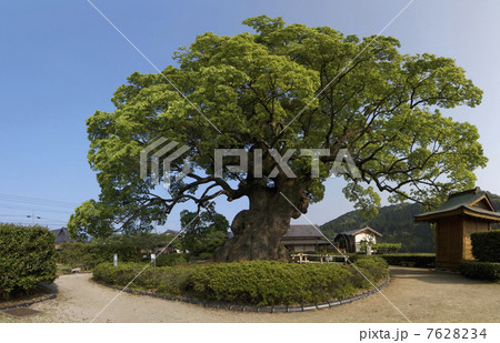 川古(かわご)の大楠 川古(かわご)の大楠 7628234