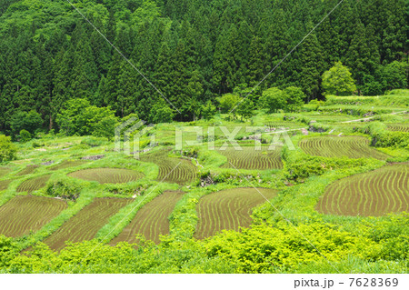 長野　飯山市　福島棚田 7628369